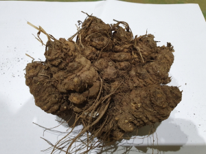 ‘영양 천궁’ 특허청 지리적 표시 단체표장 등록