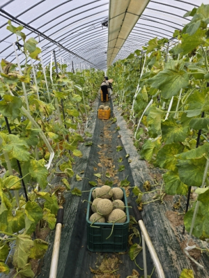봉화군 新소득 작목 '멜론' 첫 출하