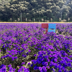 “대가야 어북실에서 꽃길 걸어요” 아름다운 가을꽃 활짝