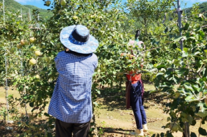 청송, 사과 수확기 대응···인력 지원 '본격화'