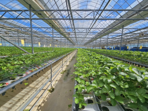 영천시, 경북 원예소득작목 육성지원사업 선정