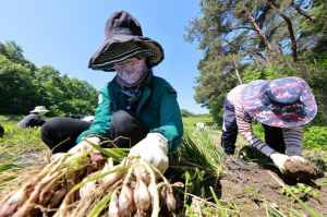 예천농산물축제 기간 ‘예천쪽파페스타’ 행사 병행