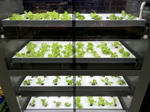 영양, 스마트팜 기술···'산소수 식물 재배기' 도입