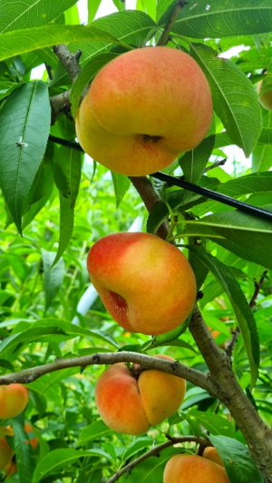 '납작복숭아' 신품종 명품화 사업 추진 협약