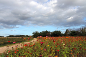 포항시, 남구 인덕동 억새군락 절정 경관