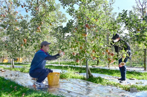 청송군, 가을철 농촌 일손돕기 한창