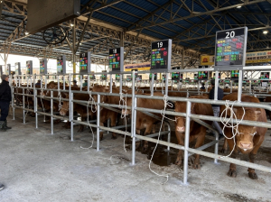 예천군 2단계 스마트 가축시장 플랫폼 완료