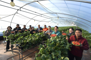 청도딸기 본격적 출하 앞둬