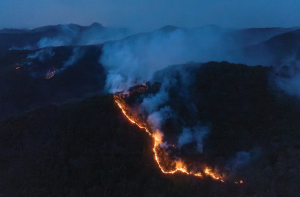‘지옥불의 대재앙’ 영덕송이산 잿더미