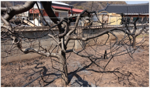 ‘검은 봄’의 대재앙... 청송사과 의성마늘 영양고추 쑥대밭