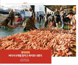 [경북소식] 영덕대게 바다서 5개월 잠자고 육지로 나왔다