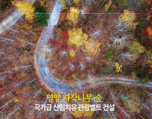 [경북소식] 영양 자작나무 숲 국가급 산림치유 관광벨트 건설